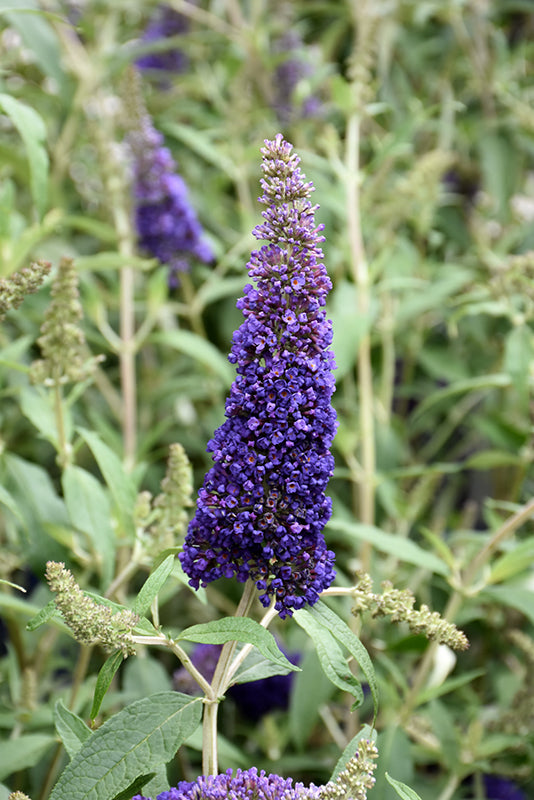 Butterfly Bush Black Knight