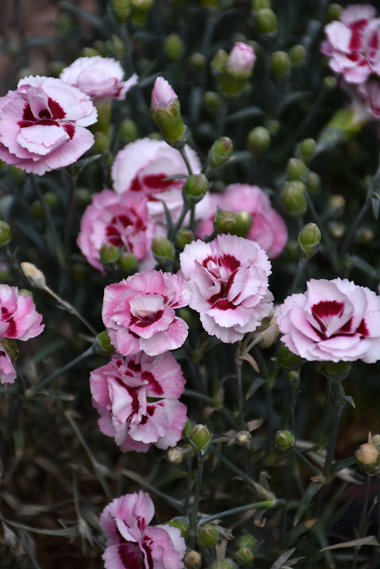 Dianthus Scent First® Raspberry Surprise