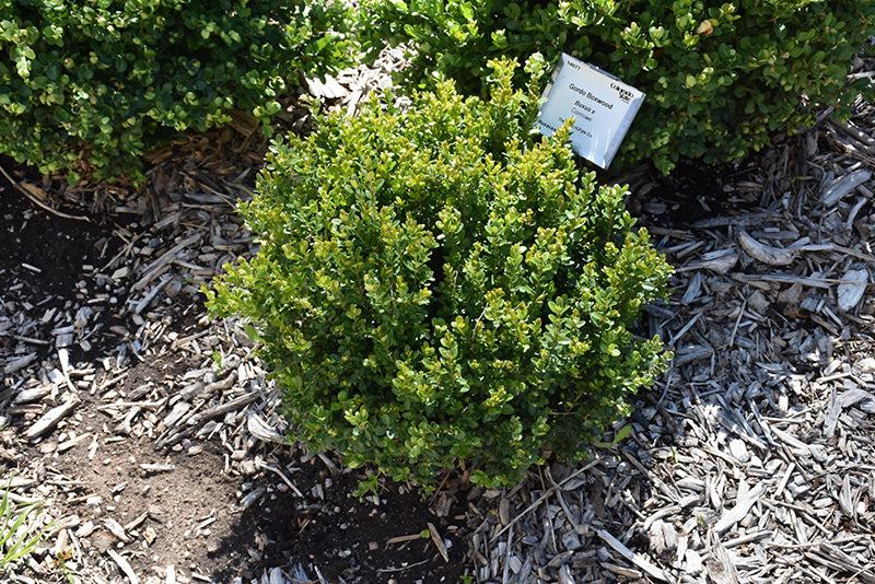 Boxwood Little Missy