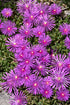 Hardy Ice Plant- Purple