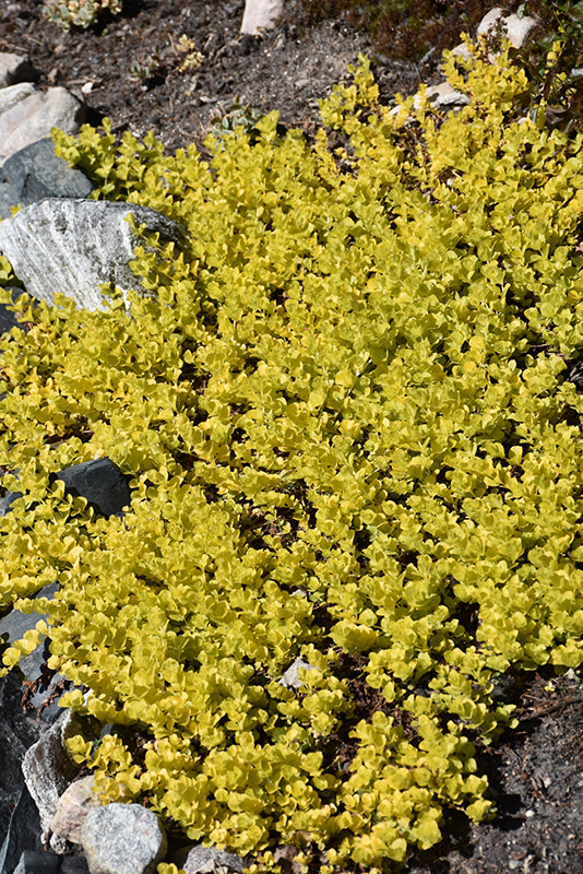 Creeping Jenny Golden