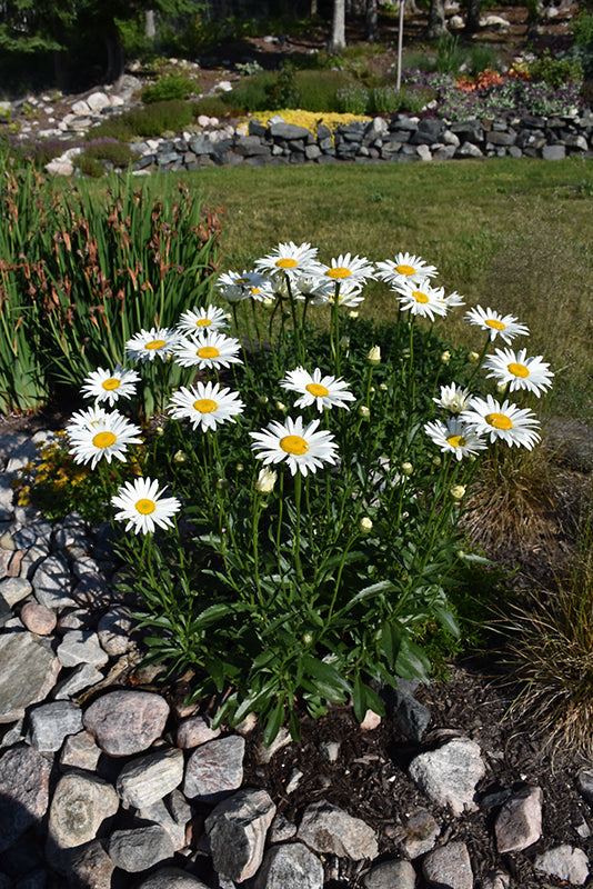 Shasta Daisy Becky