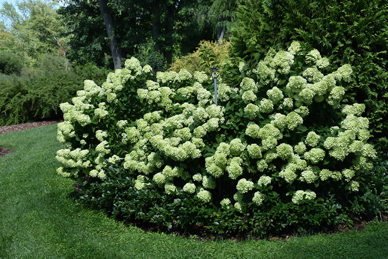 Hydrangea Little Lime® Tree Form