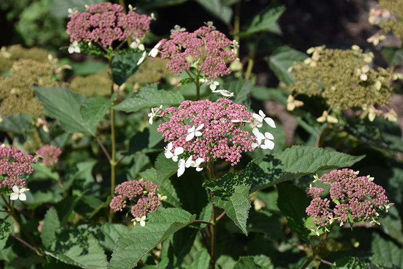 Hydrangea Invincibelle Lace