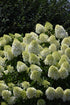 Hydrangea Limelight Prime®