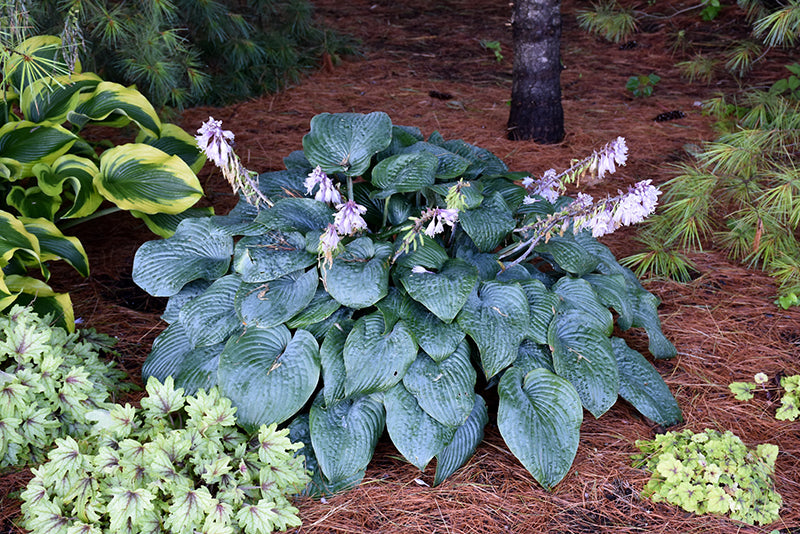 Hosta Blueberry Muffin