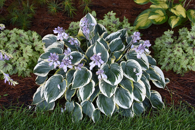 Hosta First Frost