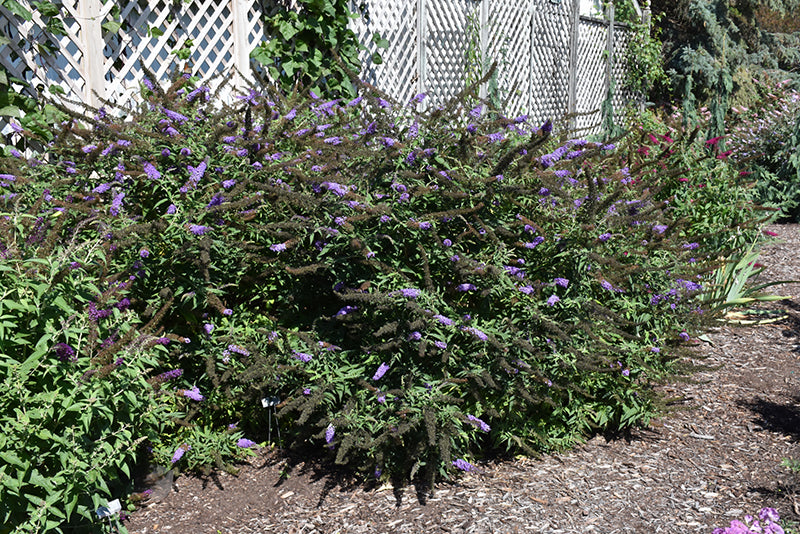 Butterfly Bush Black Knight