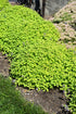 Catmint 'Chartreuse On The Loose' Ppaf