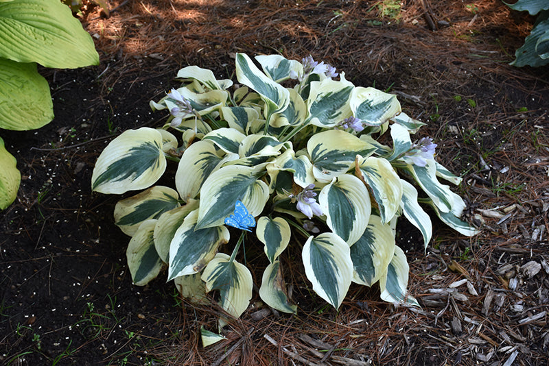 Hosta Blue Ivory