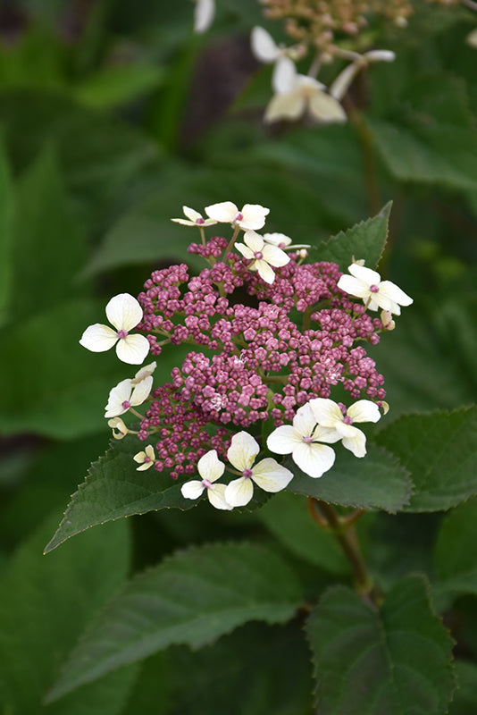 Hydrangea Invincibelle Lace