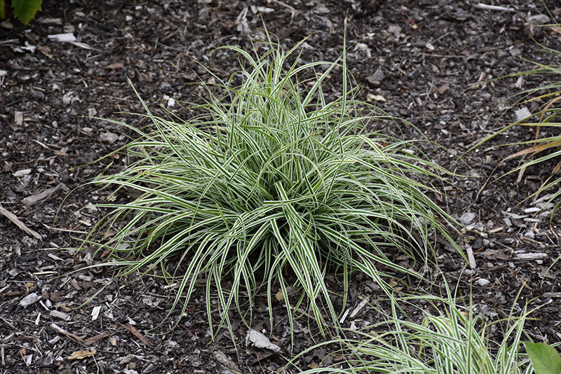 Carex Evercolor® Everest