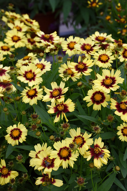 Coreopsis Uptick™ Yellow & Red