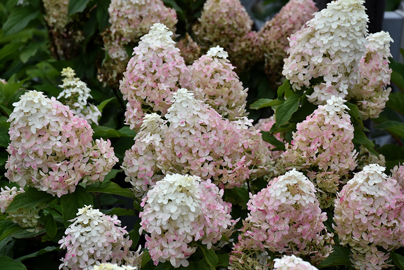 Hydrangea Quick Fire Fab®