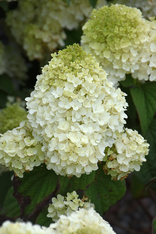 Hydrangea Little Hottie®