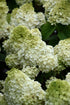 Hydrangea Little Hottie®