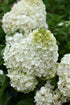 Hydrangea Moonrock®