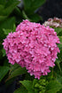 Hydrangea Starfield