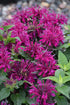 Beebalm Balmy™ Rose