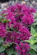 Beebalm Balmy™ Rose