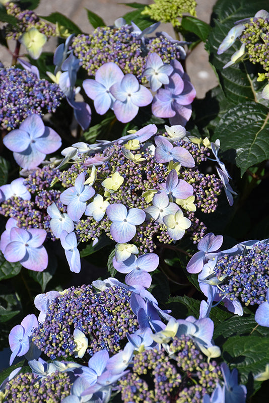 Hydrangea Endless Summer® Pop Star®