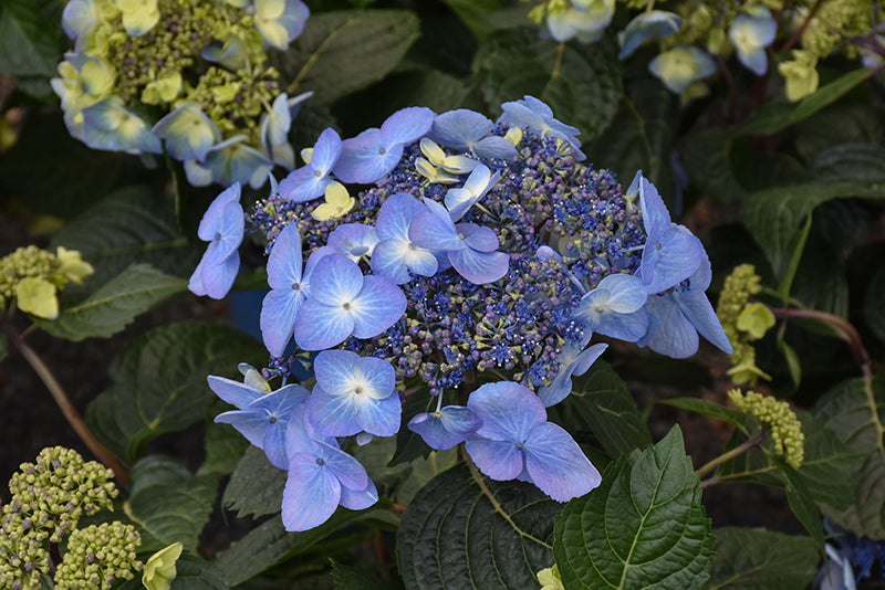 Hydrangea Endless Summer® Pop Star®