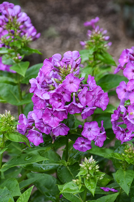 Phlox Flame Purple Upright