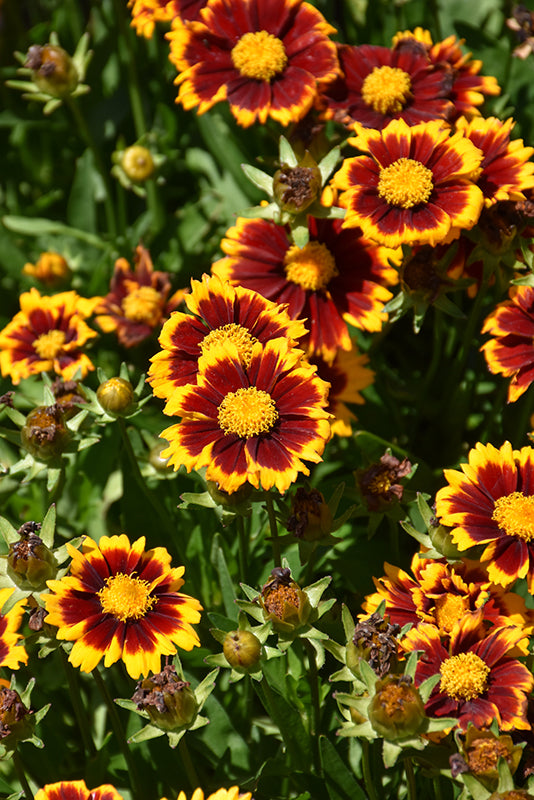 Coreopsis Uptick™ Red