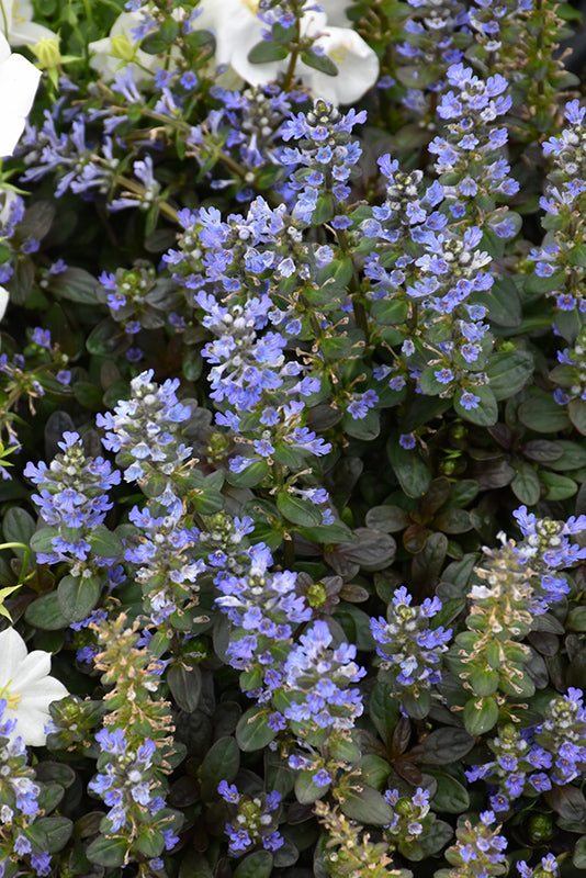 Ajuga Chocolate Chip