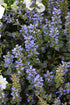 Ajuga Chocolate Chip
