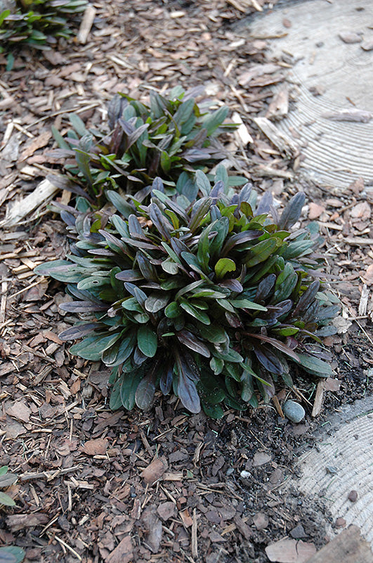 Ajuga Chocolate Chip