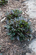 Ajuga Chocolate Chip
