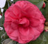 Camellia J. Blue Ridge Sunset- Lav Pink