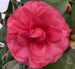 Camellia J. Blue Ridge Sunset- Lav Pink
